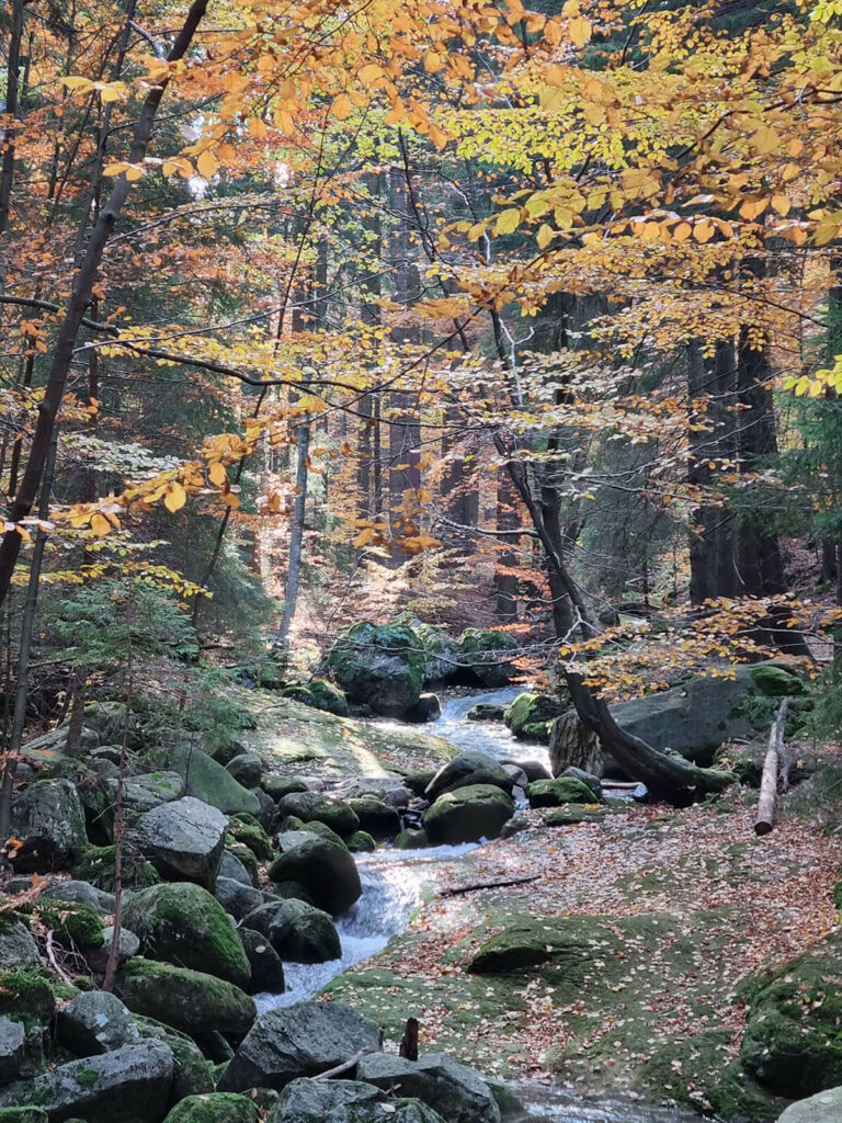 Strumień w Karkonoszach